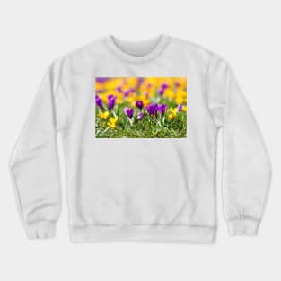 Meadow full of yellow and purple crocuses Crewneck Sweatshirt